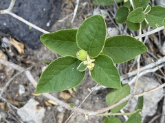 Croton fruticulosus