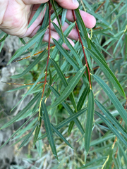 Salix interior