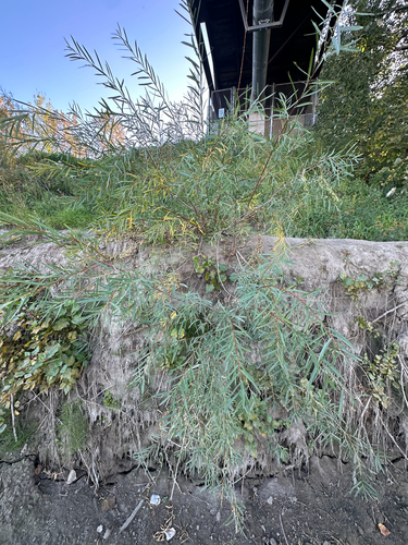Salix interior, photograph 3