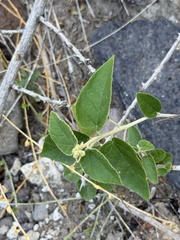 (c) Ian McFaul, some rights reserved (CC BY) Croton fruticulosus, photograph (c) Ian McFaul, some rights reserved (CC BY)