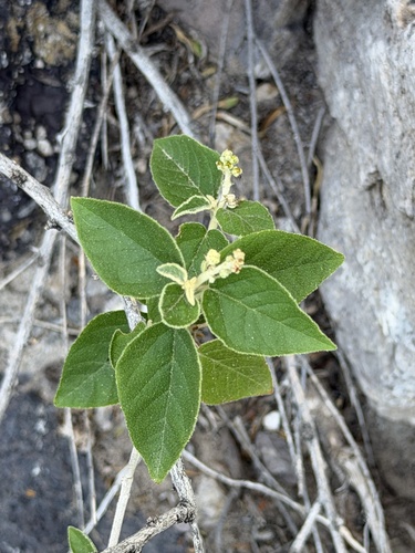 Croton fruticulosus, photograph 2