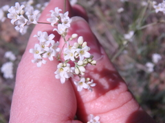Galium xeroticum