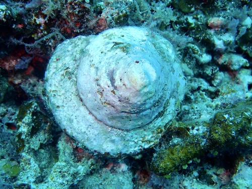 Trochus niloticus observed 2026-09-17