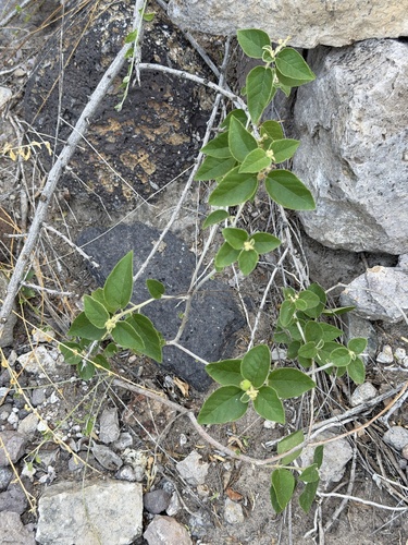 Croton fruticulosus, photograph 3