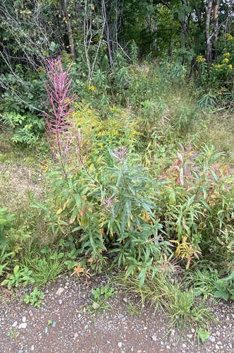 fireweed
