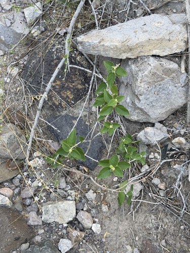 Croton fruticulosus, photograph 5