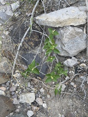 (c) Ian McFaul, some rights reserved (CC BY) Croton fruticulosus, photograph (c) Ian McFaul, some rights reserved (CC BY)