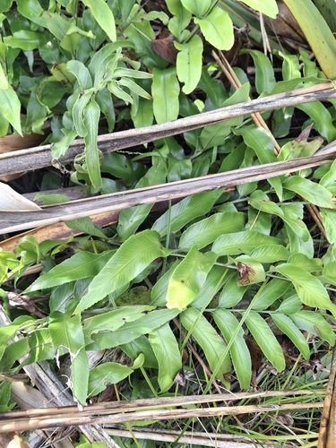 Asplenium oblongifolium, photograph 6
