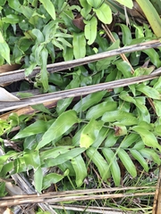 Asplenium oblongifolium, photograph (c) Andy McKay, some rights reserved (CC BY)