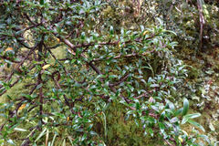 Coprosma pseudocuneata