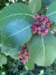 Rhus ovata