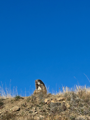 Olympic Marmot observed by buggypie