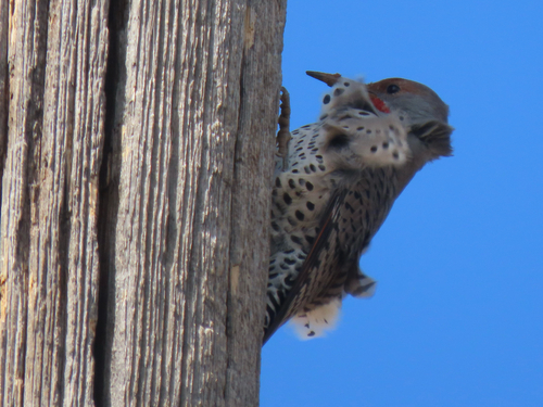 Northern Flicker