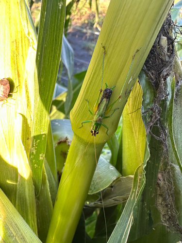 Black-sided Meadow Katydid