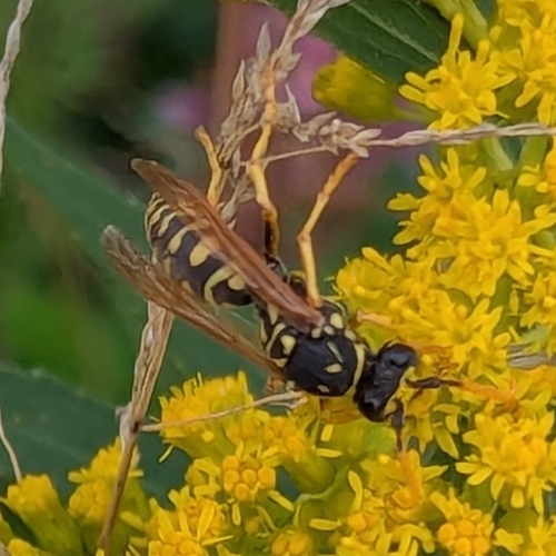 European Paper Wasp