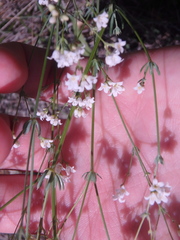 Galium xeroticum