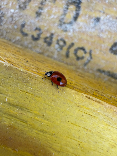 Two-spotted Lady Beetle
