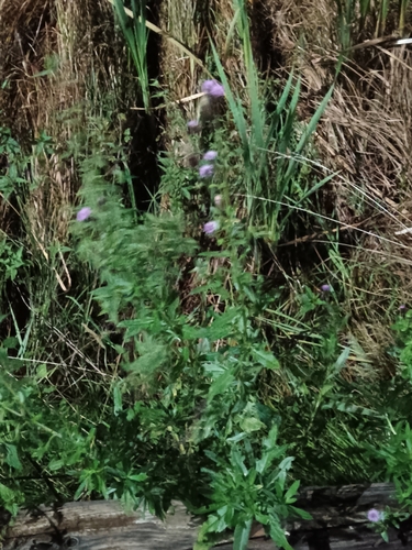 creeping thistle