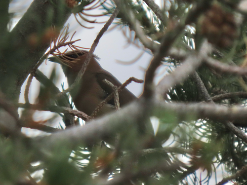 Cedar Waxwing