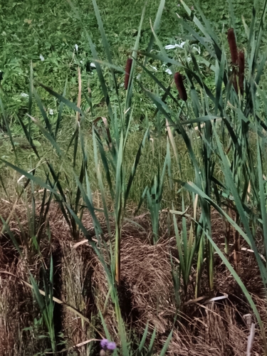 broadleaf cattail
