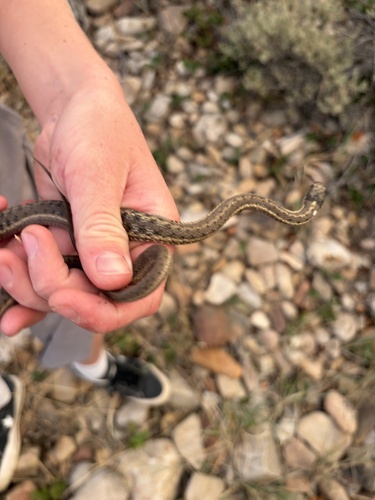 Wandering Garter Snake