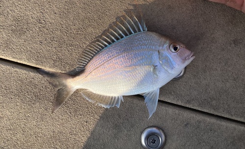 Longspine Porgy