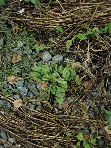 greater plantain