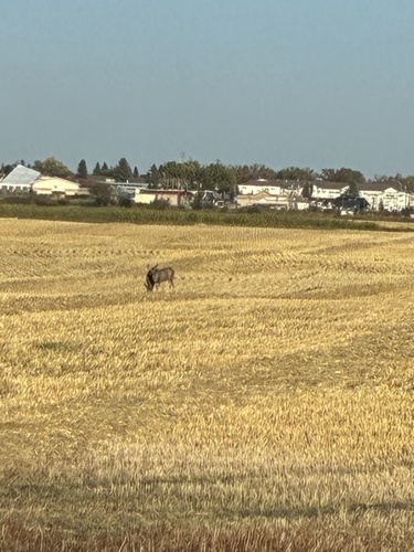 Mule Deer