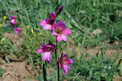 Gladiolus