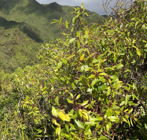 Metrosideros tremuloides observed 2026-09-14