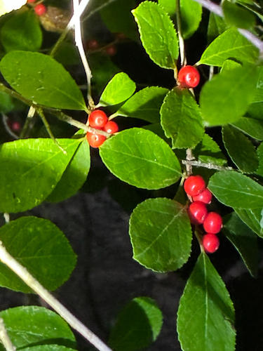 winterberry holly