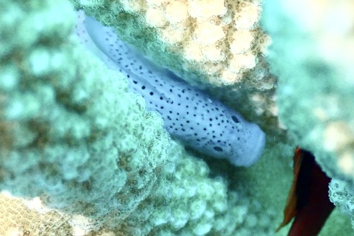 Caracanthus maculatus observed 2026-09-17