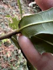Quercus nigra, photograph (c) Anne Parker, some rights reserved (CC BY)