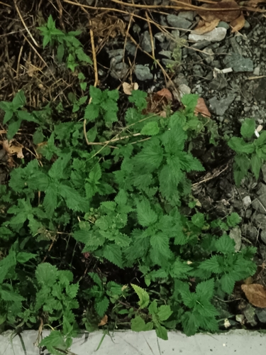 great stinging nettle