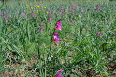 Gladiolus