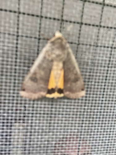 Large Yellow Underwing