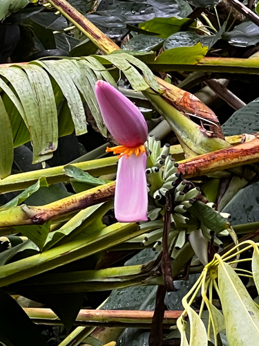 Musa observed 2026-09-17