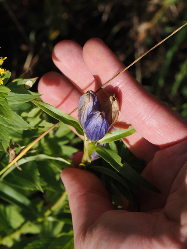 Gentiana linearis, photograph 5
