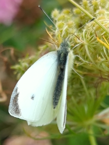 Small White