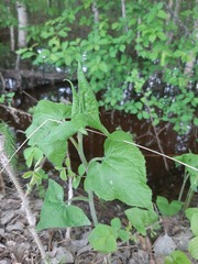 Parasenecio hastatus