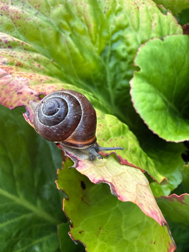 Brown-lipped Snail