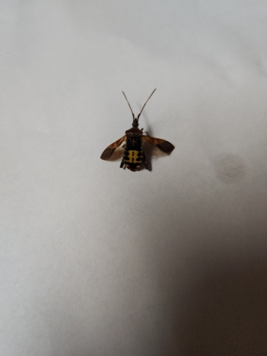 Western Conifer Seed Bug