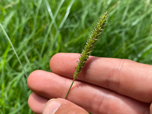 Sacciolepis indica observed 2026-09-17