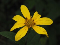 Helianthus strumosus