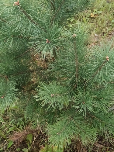 Scots pine