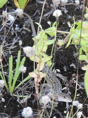 Psammodromus occidentalis