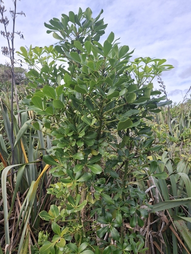 Pseudopanax lessonii