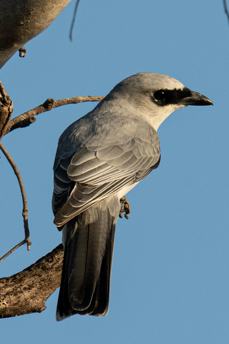 White-bellied Cuckooshrike