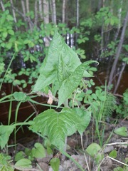 Parasenecio hastatus