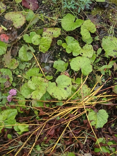 colt's-foot